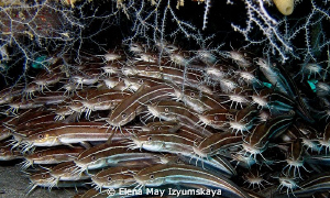 Cats :) Striped eel catfish under the "Balena" Wreck by Elena May Izyumskaya 